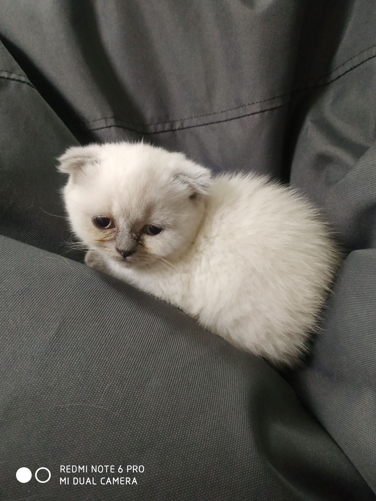 Девочка скоттиш фолд