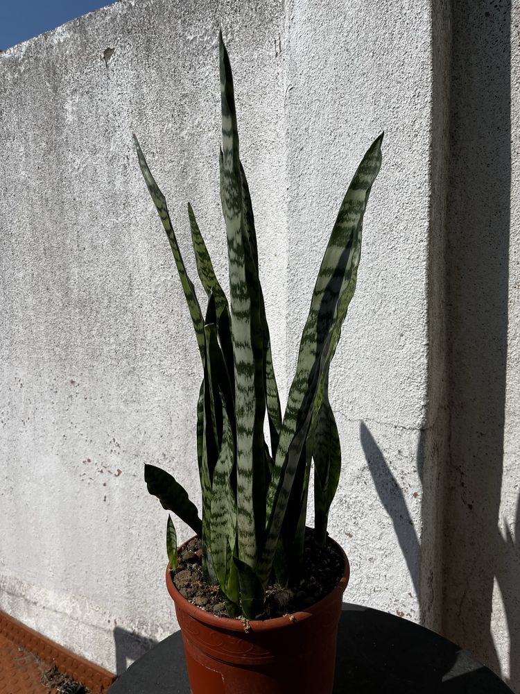 Vaso com Espada de São Jorge (Sansevieria trifasciata) – 2 variedades