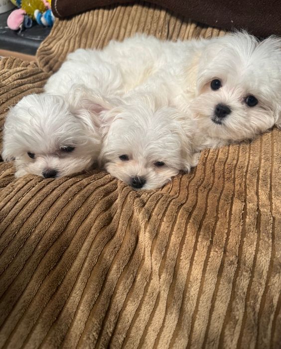 Maltańczyk Gotowy od 8 listopada