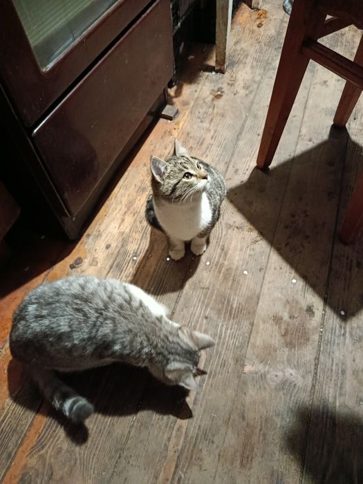 Віддамо кошенят в добрі руки (2 дівчинки)