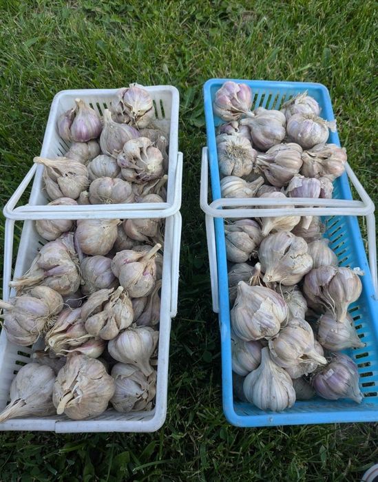 Czosnek ozimy Harnaś 30 główek XL