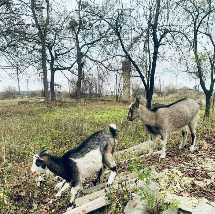 Продаються молочні кози