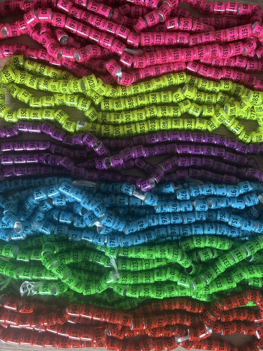 Obraczki zagraniczne dla gołębi na 2026r DV, GB, BELG, NL,..