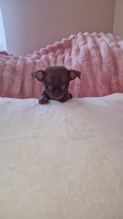 Chihuahua suczka maleńka do odbioru czekoladowa