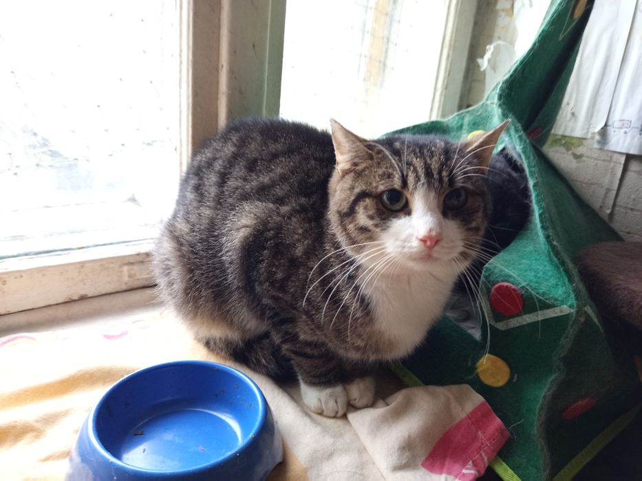 Migdał szuka rodziny