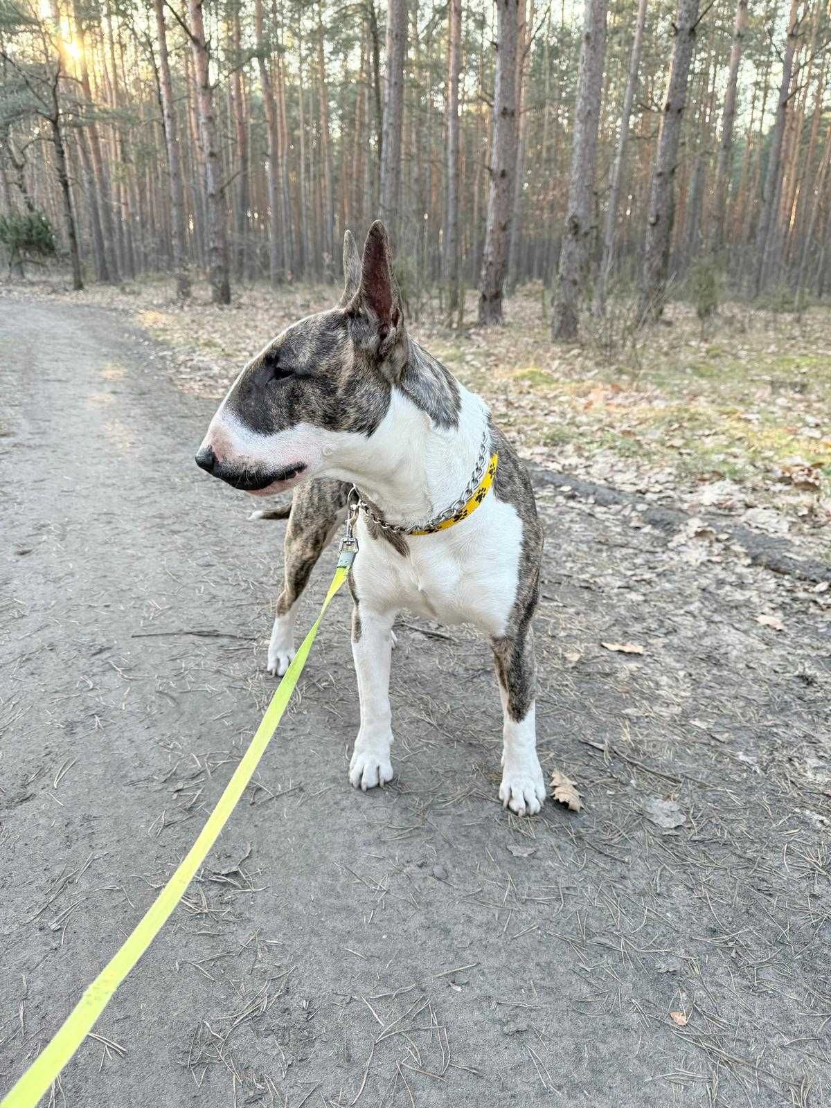 Oddam w dobre ręce młodego bulteriera - Lolo