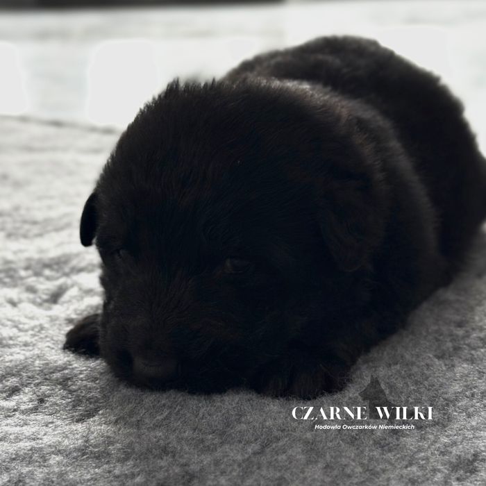 Owczarek Niemiecki Długowłosy - Piesek czarny - Hodowla Czarne Wilki