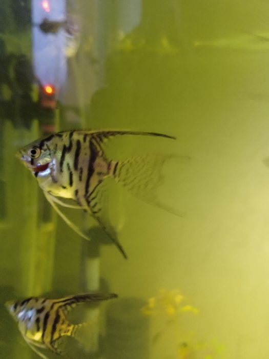 Риби. Скалярії. Акваріумістика