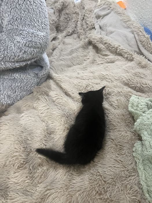 Двоє кошенят (прямовухі) :)