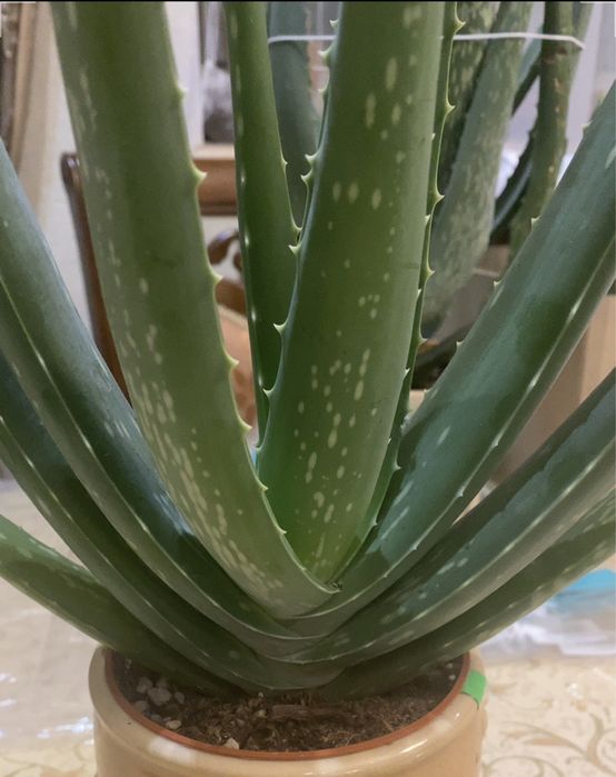 Вазон алоє вера лікувальний