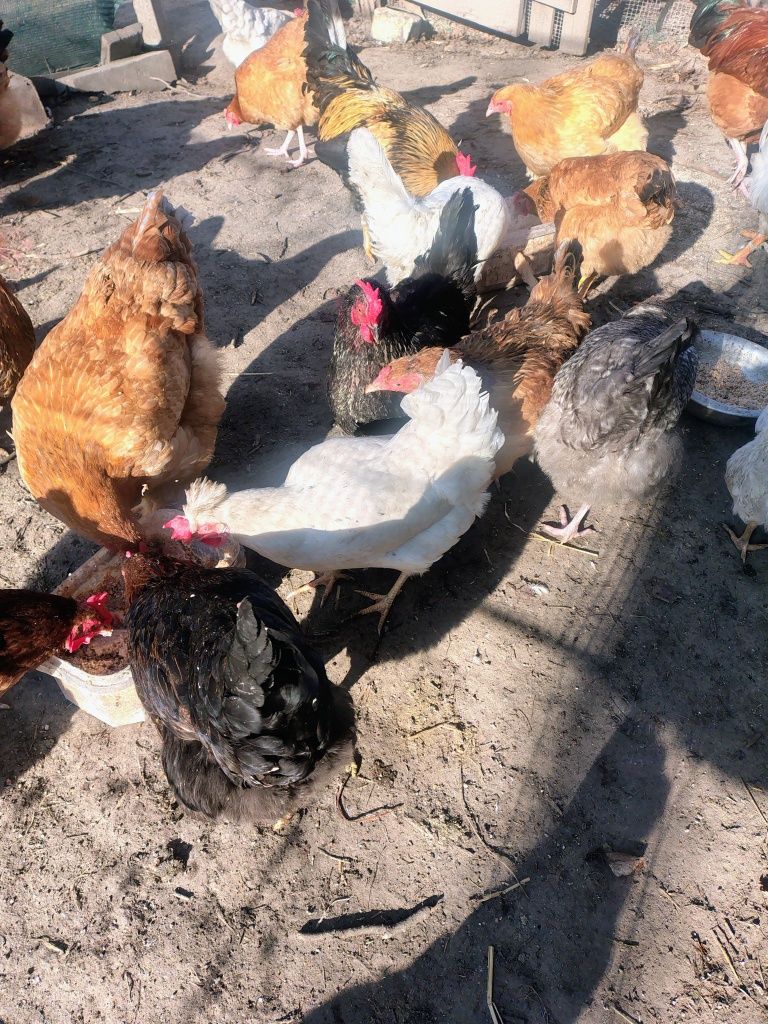Jajka lęgowe kur miks, jaja kurze, kury rosa, karmazyn, leghorny,