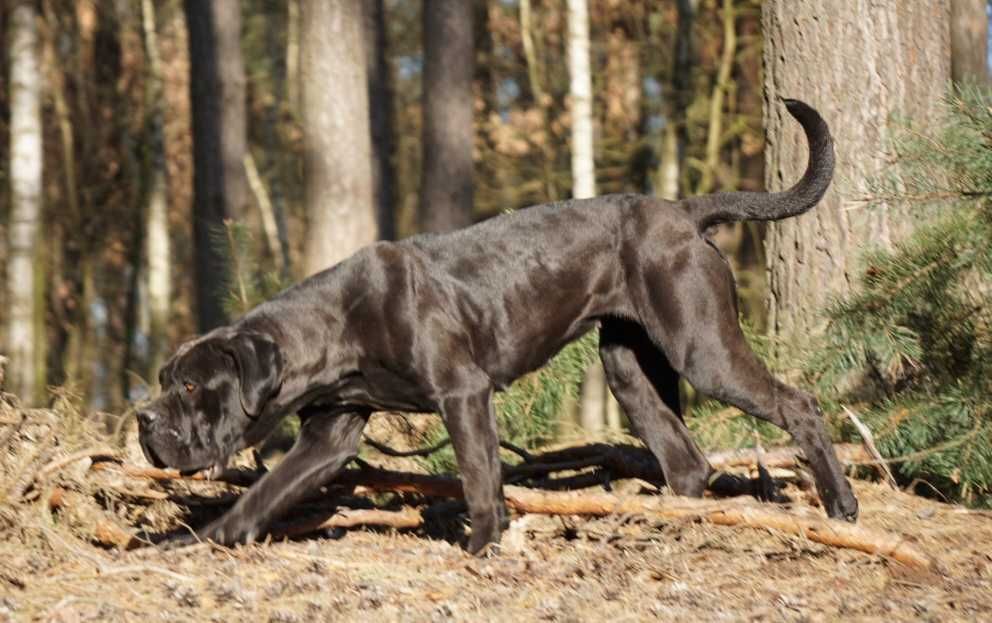 Cane Corso ZKwP/FCI oddział Wrocław