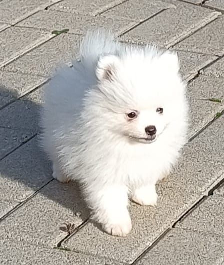 Szpic miatura piękny szczeniak