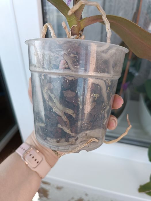 Орхідея метелик Little gim stripes