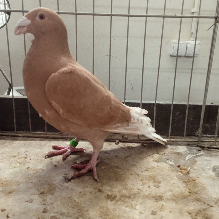 Gołębie pocztowe, żółte.