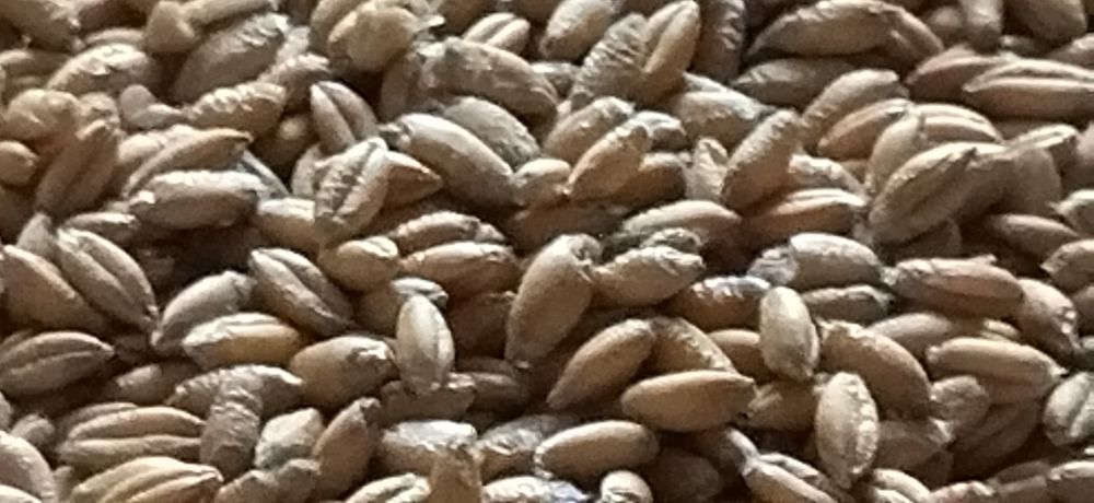 oczyszczone ozime zimowe wszystkie gatunki transport wysyłka osobisty