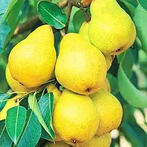 Саджанці Груш, яблонь, персика, черешень, вишень, диплоїдних слив.