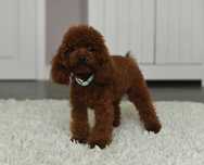 Pudel toy red brown- mini