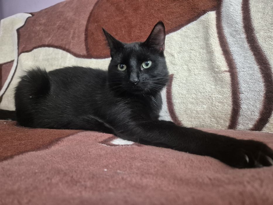 Roczny kocurek Szmaragd do pilnej adopcji