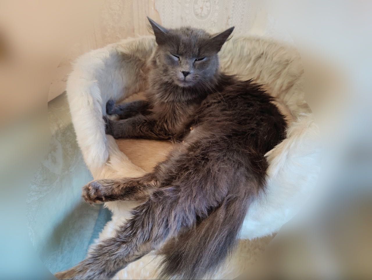 Красотка Сима! 1 год, стерилизована (кот,кошка,котенок, пушистая)