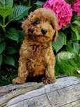 Pudel toy red brown piesek