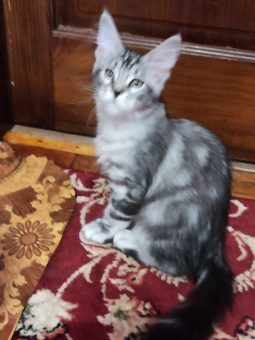 Мейн куни на розпродажу