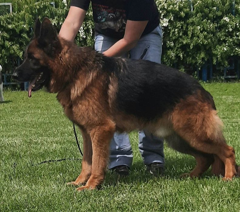 Кобель Немецкой овчарки глаткошорстный