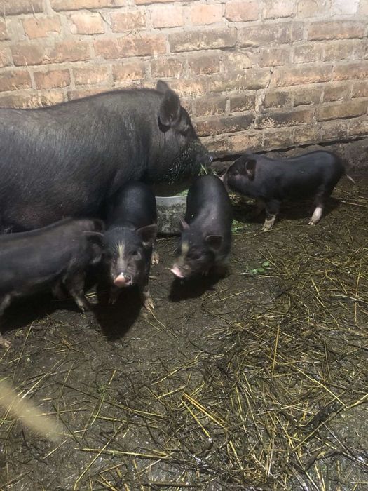 Вєтнамські поросята