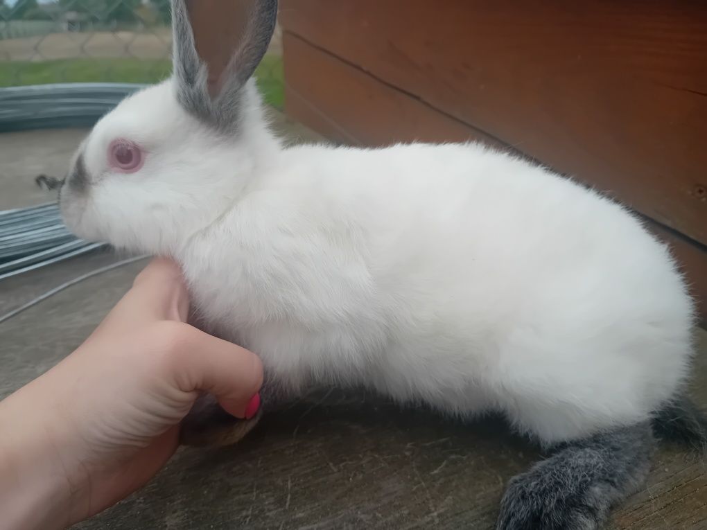 Sprzedam króliki kalifornijskie