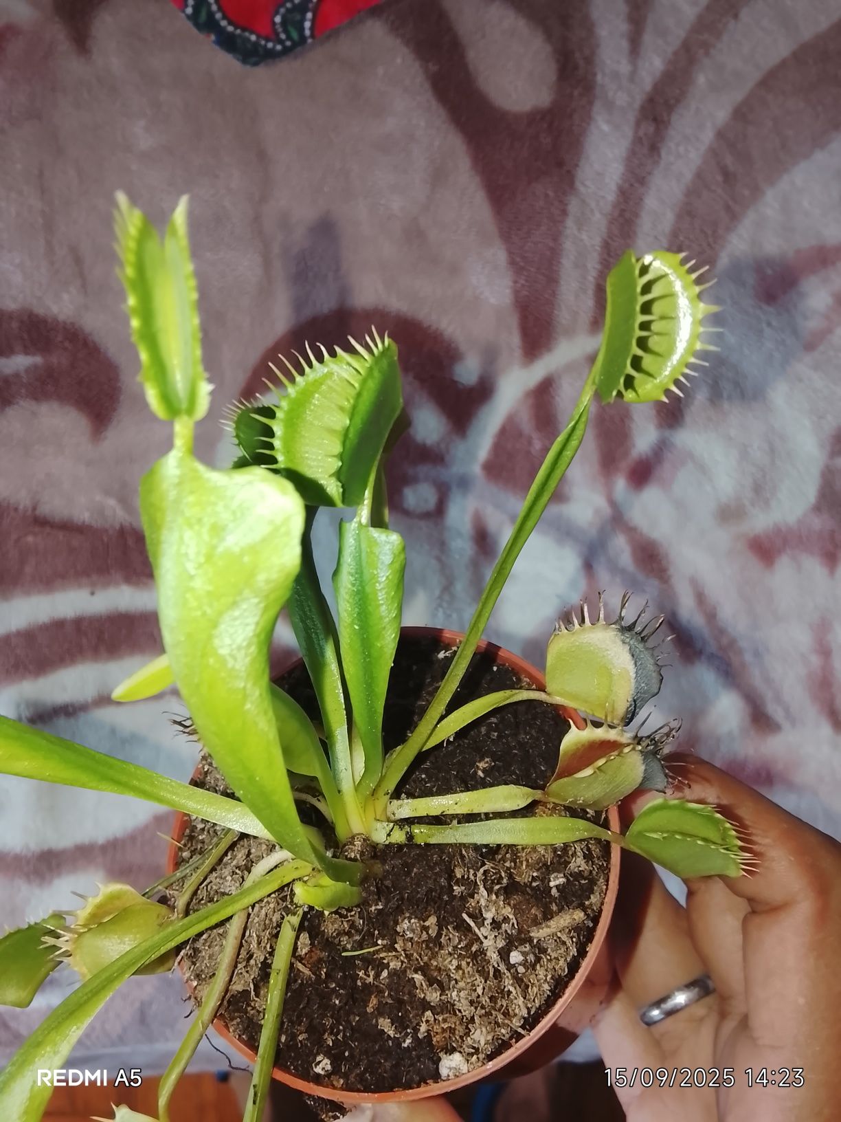 Plantas carnívoras