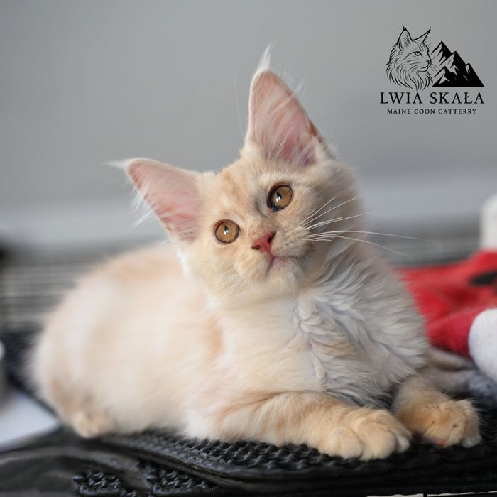 Maine coon kotka opcja hodowlana FPL