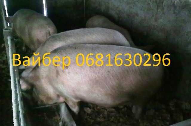 Продам свиней жывым весом. Свині жива вага