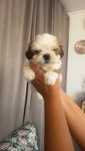 Lindo shih tzu macho mini, vacinado e desparasitado
