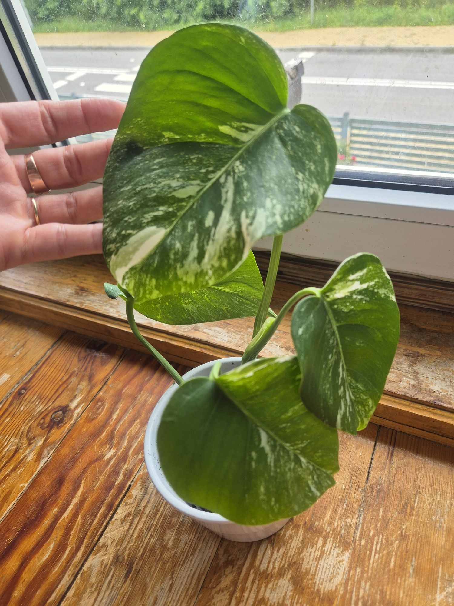 Monstera variegata