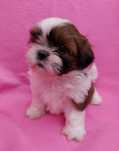 Szczenięta Shih -Tzu