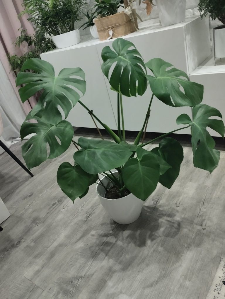 Kwiat Monstera zdrowa