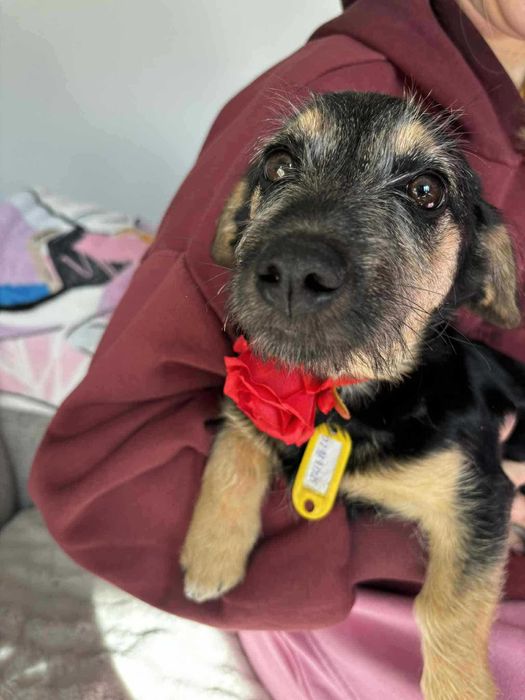 Doli mały szczeniak do adopcji