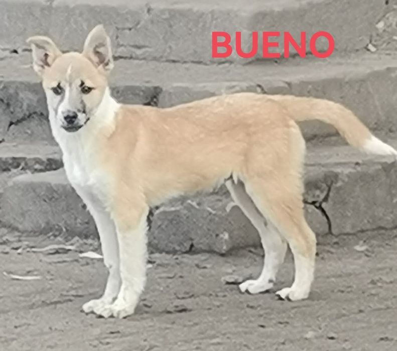 Szczenięta do adopcji