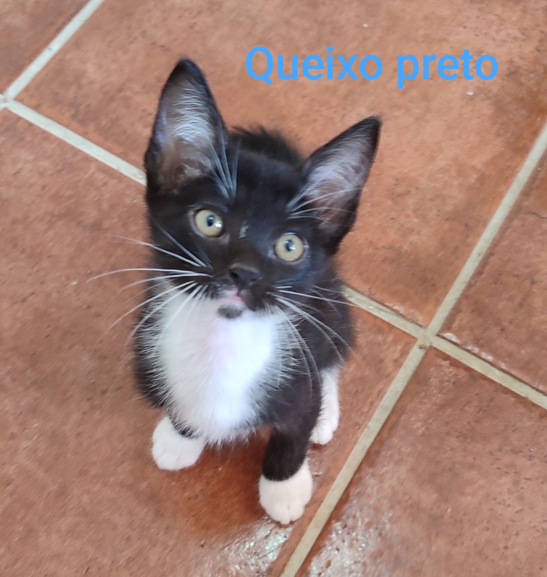 Gatinhos para adoção