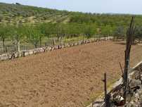 Terreno Agrícola