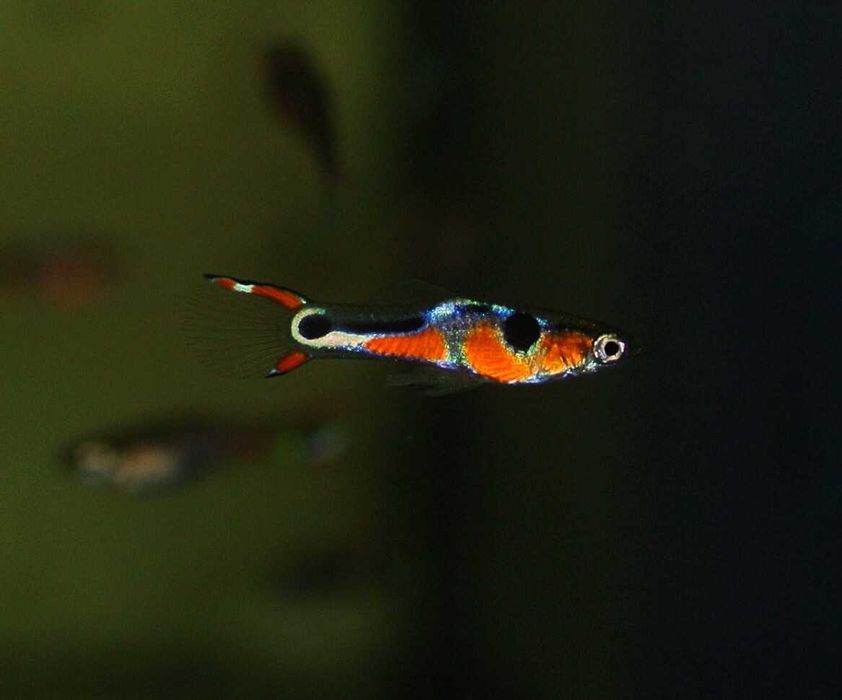 Poecilia Wingei Class N
