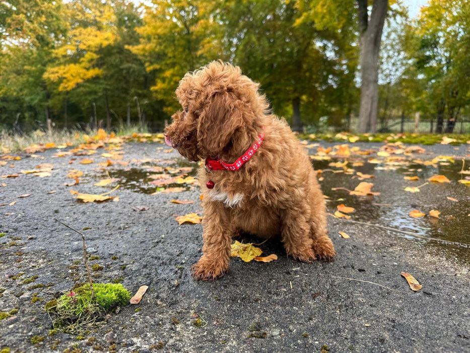 pudel miniaturowy suczka red