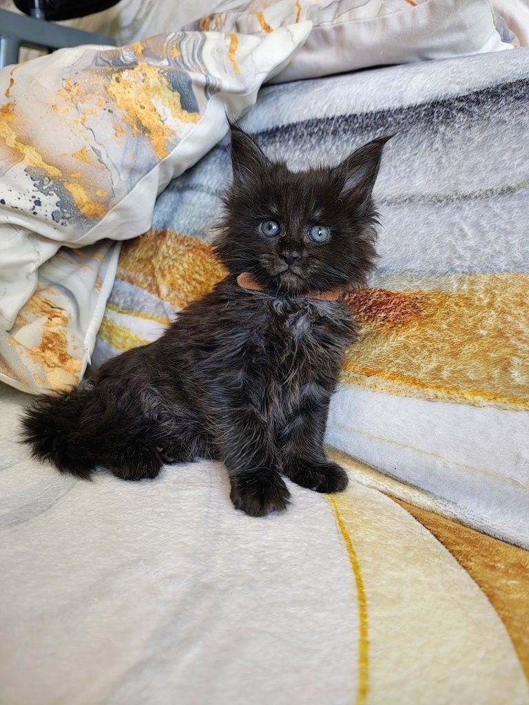 Kocurek Maine Coon