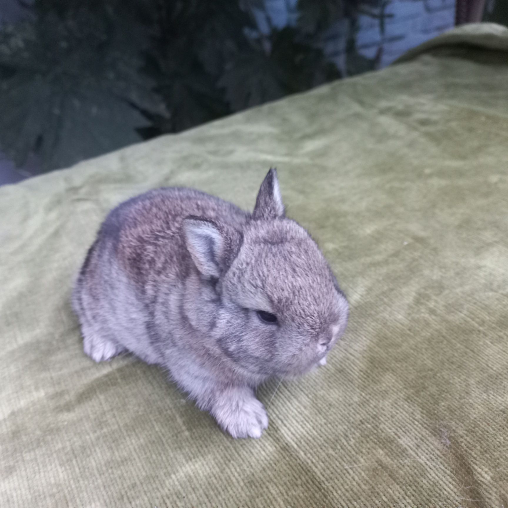 Карликовый мини кролик породы нидерландский карлик