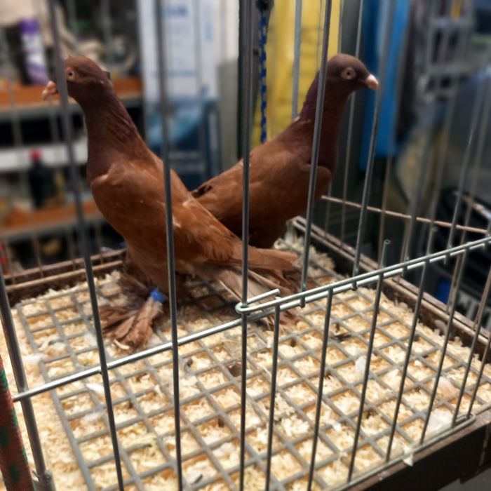 Gołebie Ozdobne Bociany