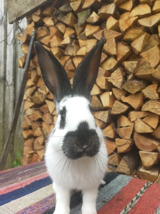 Кролі на плем'я Строкачі. Кролики, молодняк,кітні самки, робочі самці