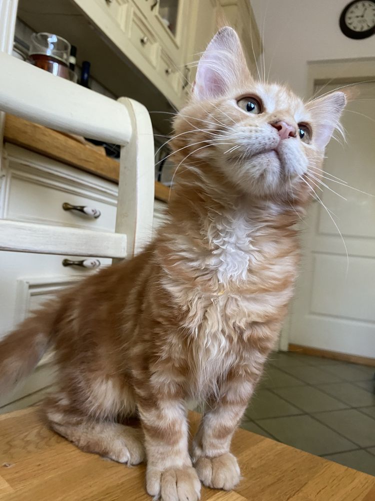 Maine coon duży rudy kocurek po dużych przebadanych rodzicach