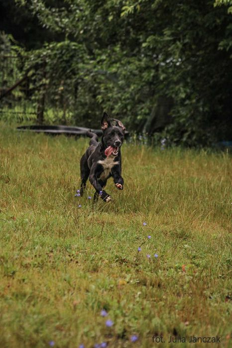 Synuś 2 letni psiak szuka domu !