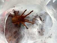 Samica Chilobrachys huahini 3DC