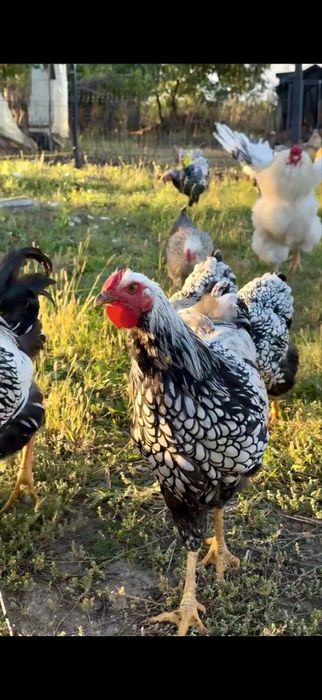 Молоді півні породи Віандот Срібло — чистопородний молодняк